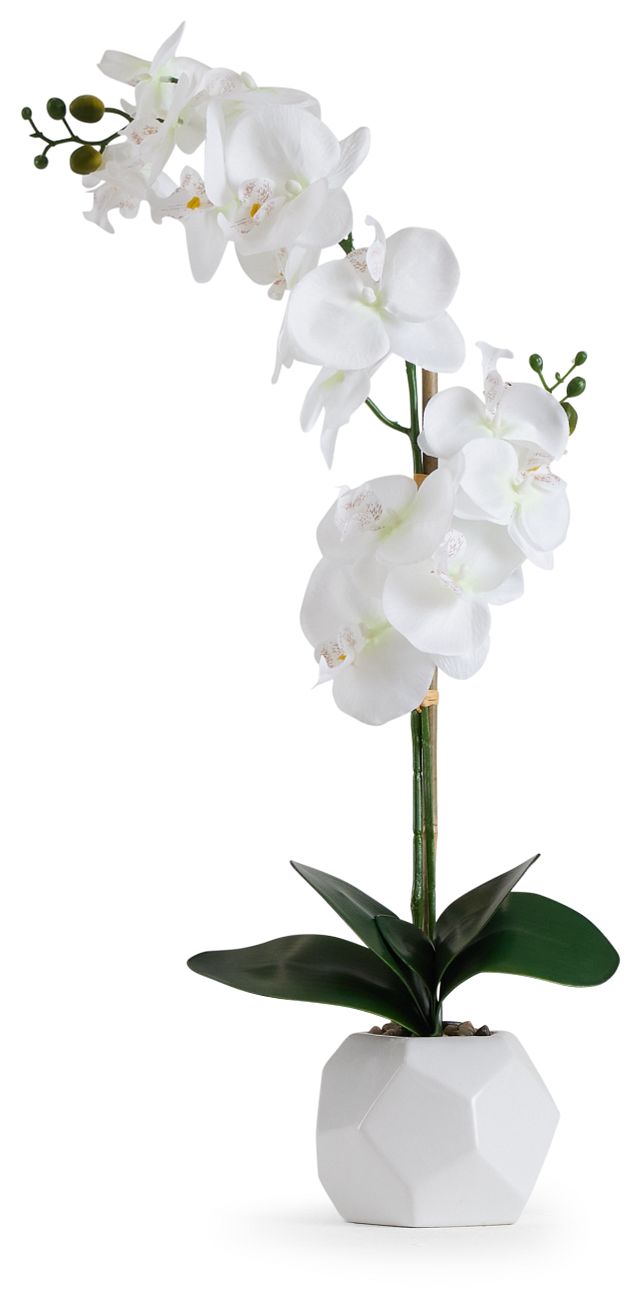 Potted White 26" Orchid