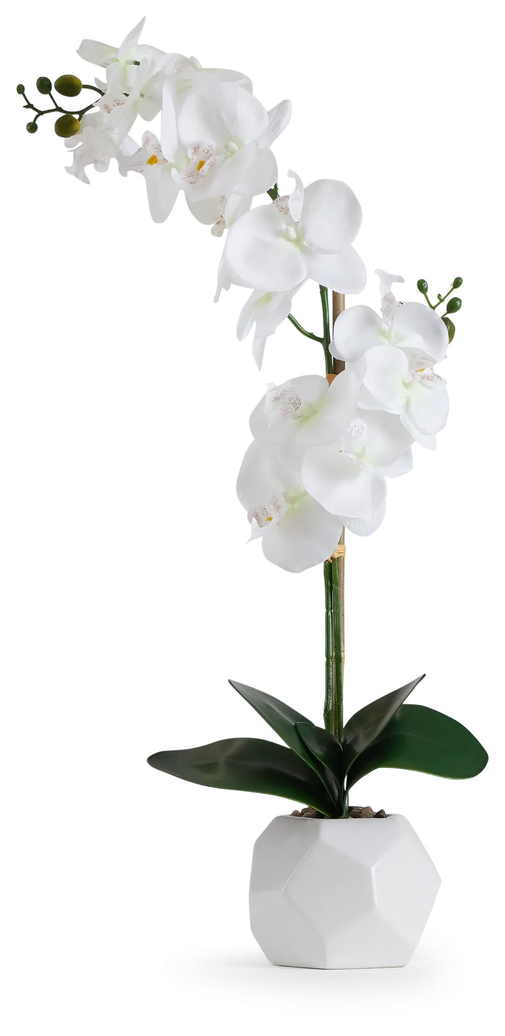 Potted White 26" Orchid