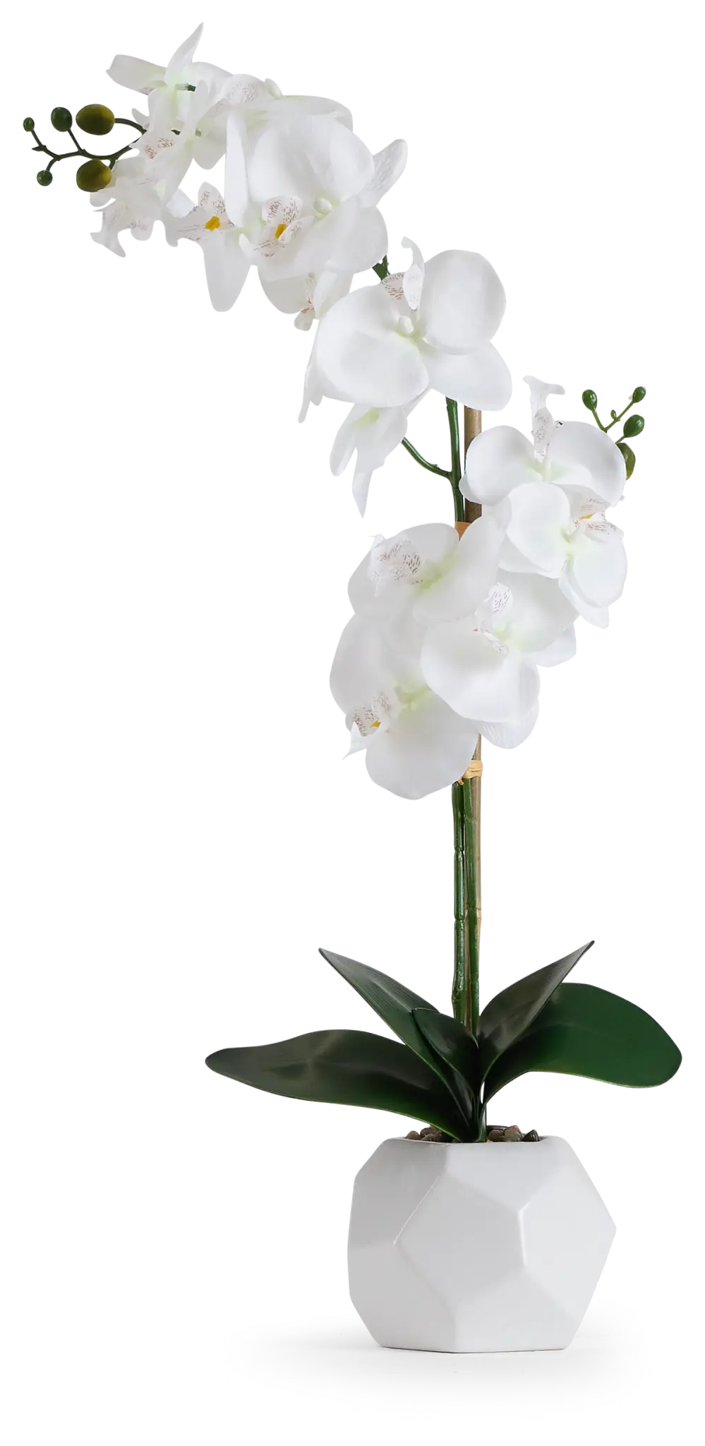 Potted White 26" Orchid Potted White 26" Orchid