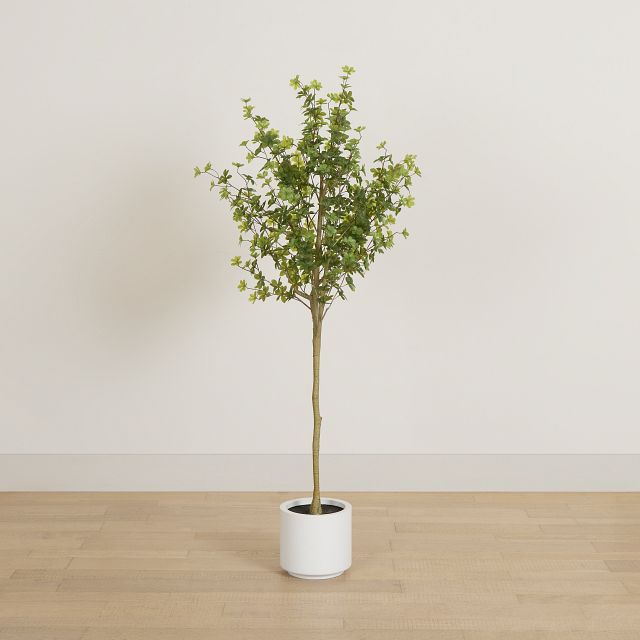 Enkianthus Gray 5' Tree