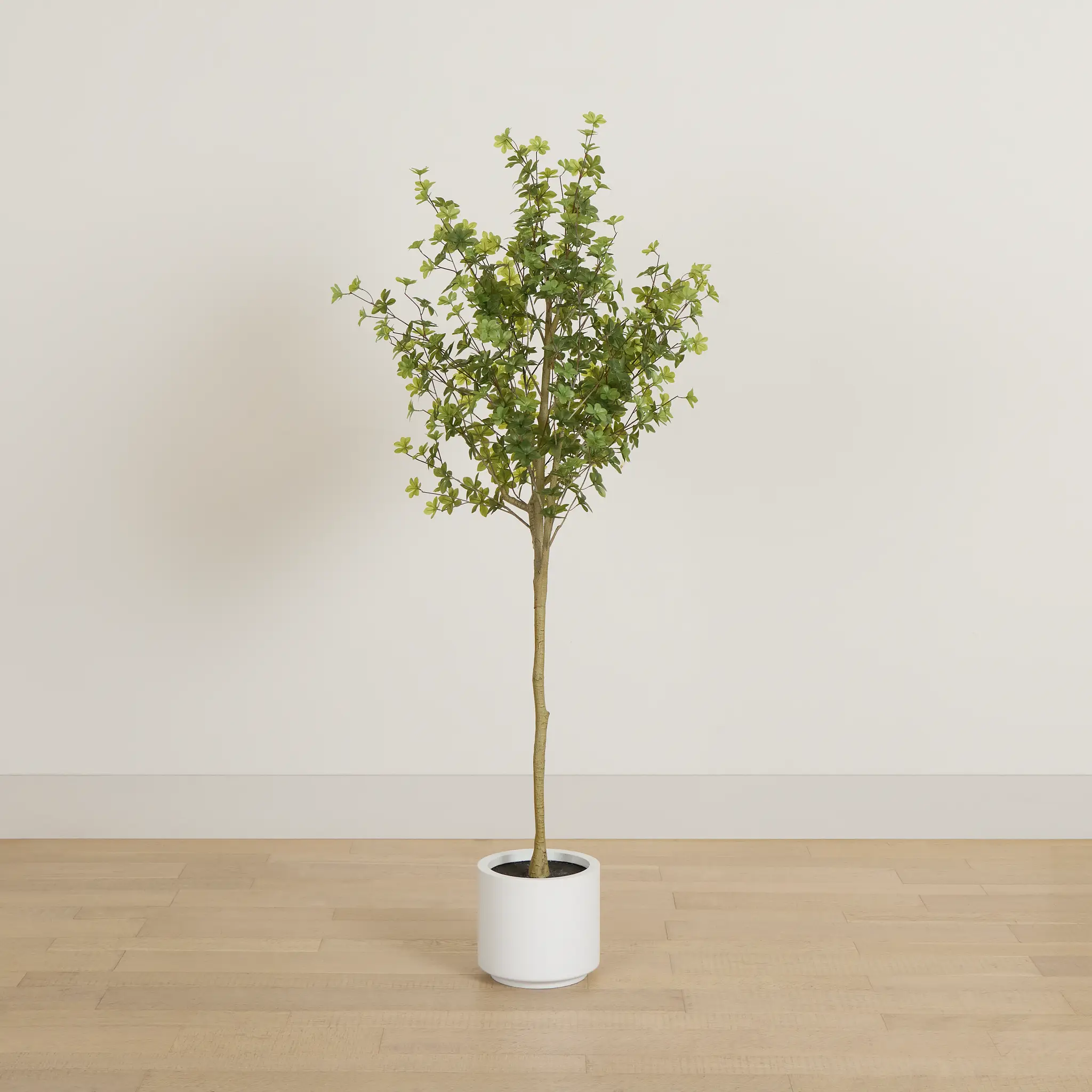 Enkianthus Gray 5' Tree Enkianthus Gray 5' Tree