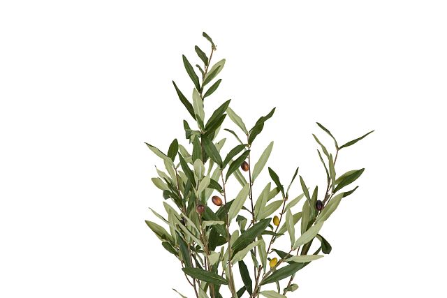 Olive Small Tree