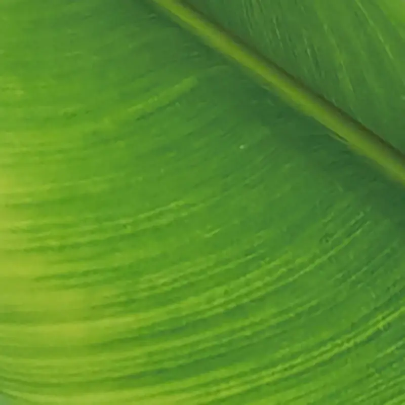 Green Green
