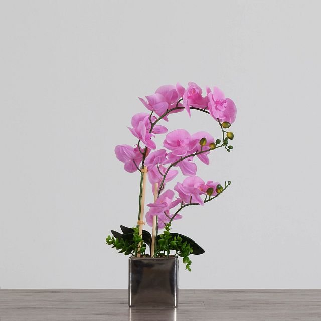 Potted Pink 24" Orchid (0)