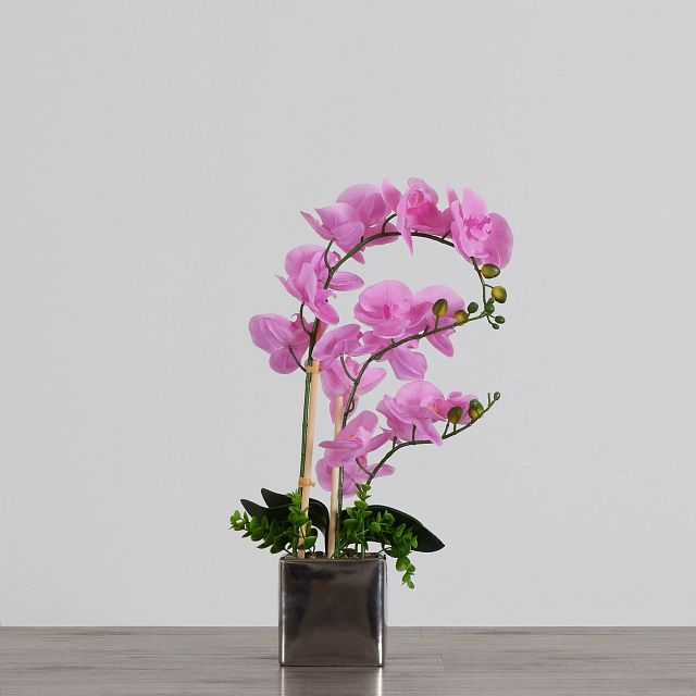 Potted Pink 24" Orchid