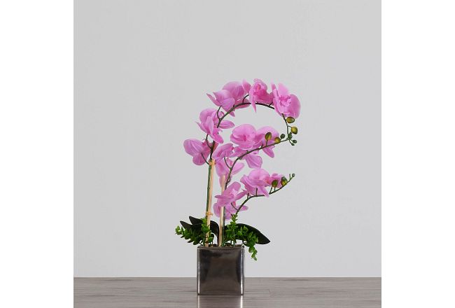 Potted Pink 24" Orchid