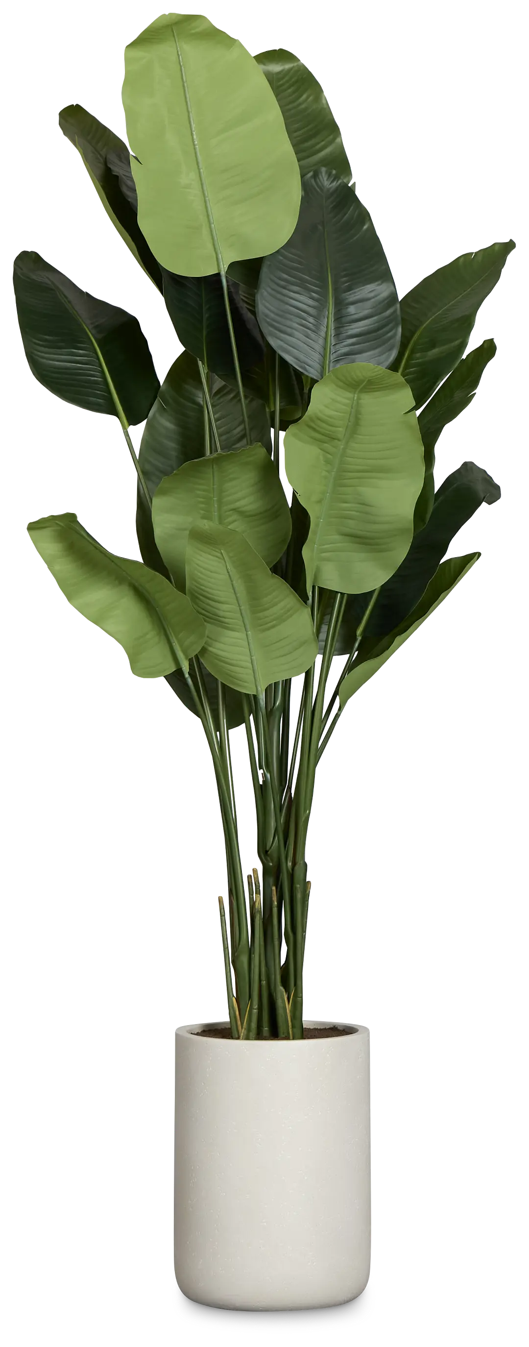 Birds Of Paradise 8' Greenery Birds Of Paradise 8' Greenery