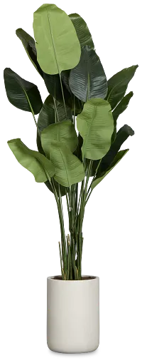 Birds Of Paradise 8' Greenery
