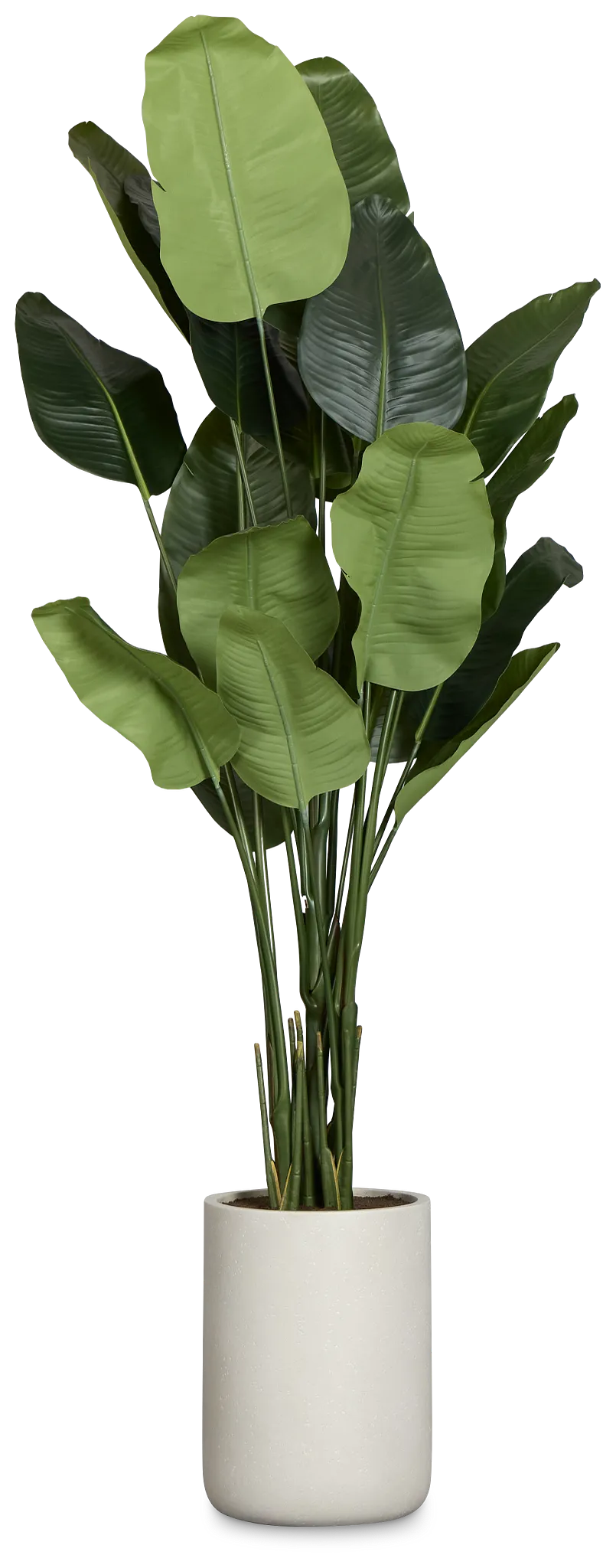 Birds Of Paradise 8' Greenery