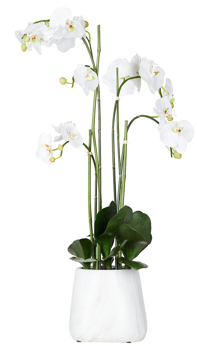Phalaenopsis White Large Orchid