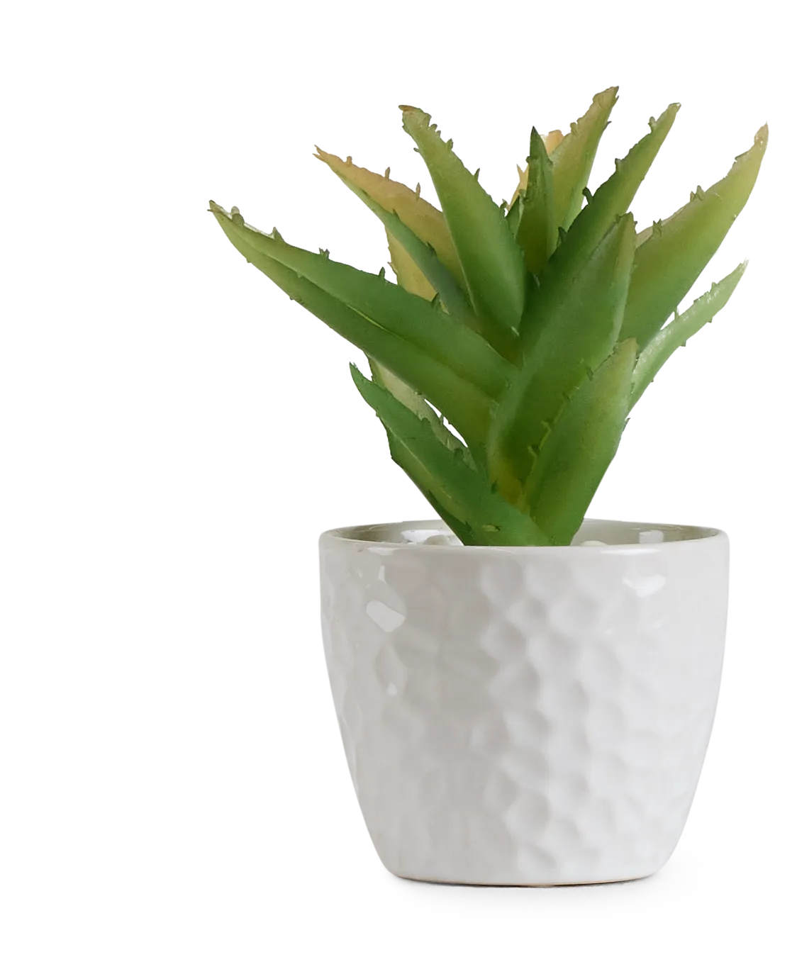 Desert Plant 7" Succulent