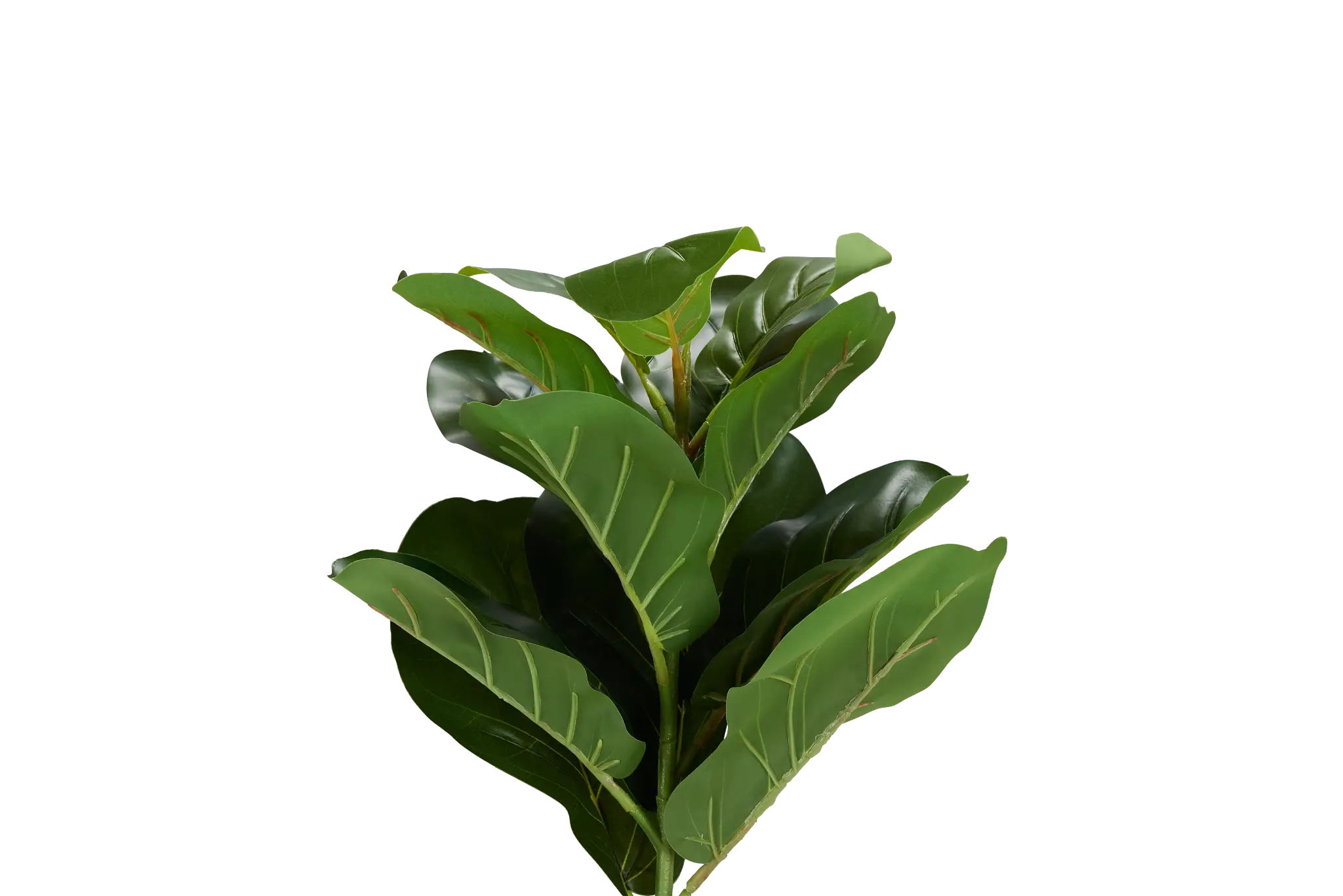 Fiddle Fig 20" Greenery Fiddle Fig 20" Greenery