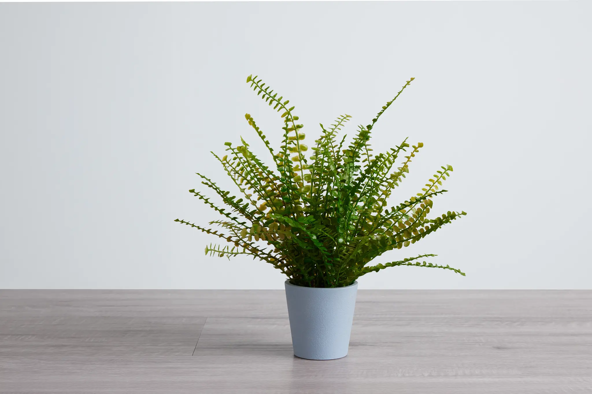 Fern Greenery Fern Greenery