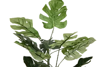 Split Philo 3' Greenery