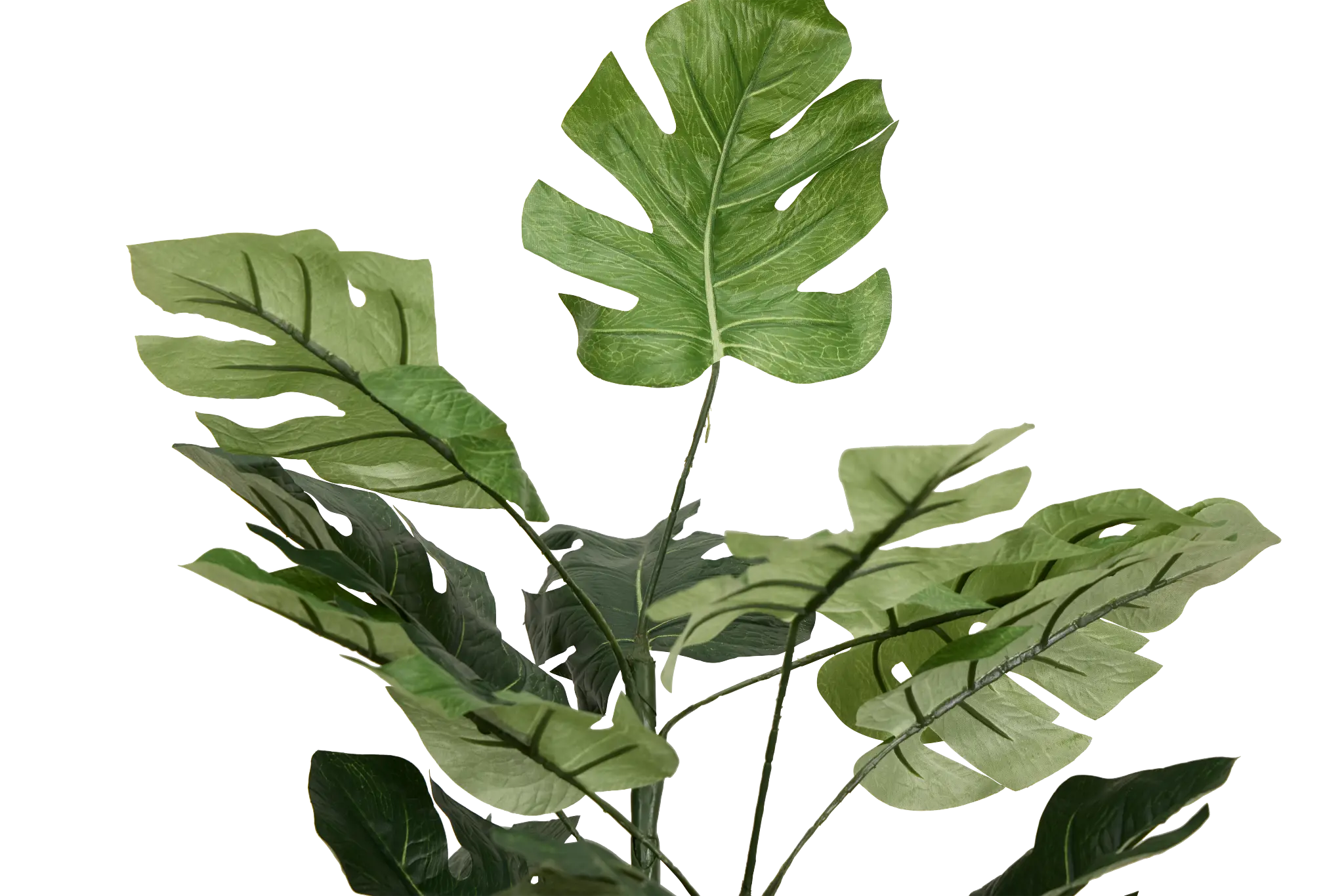 Split Philo 3' Greenery Split Philo 3' Greenery