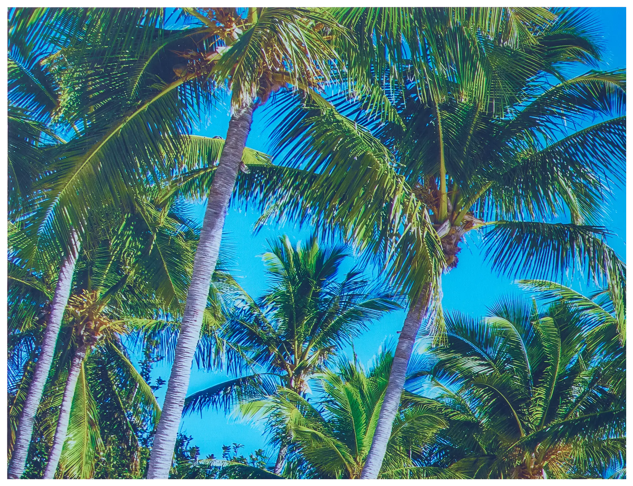 Palms2 Multicolored Acrylic Wall Art Palms2 Multicolored Acrylic Wall Art