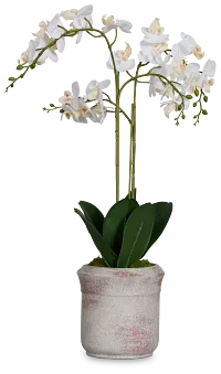 Orchid White 24" Floral Arrangement