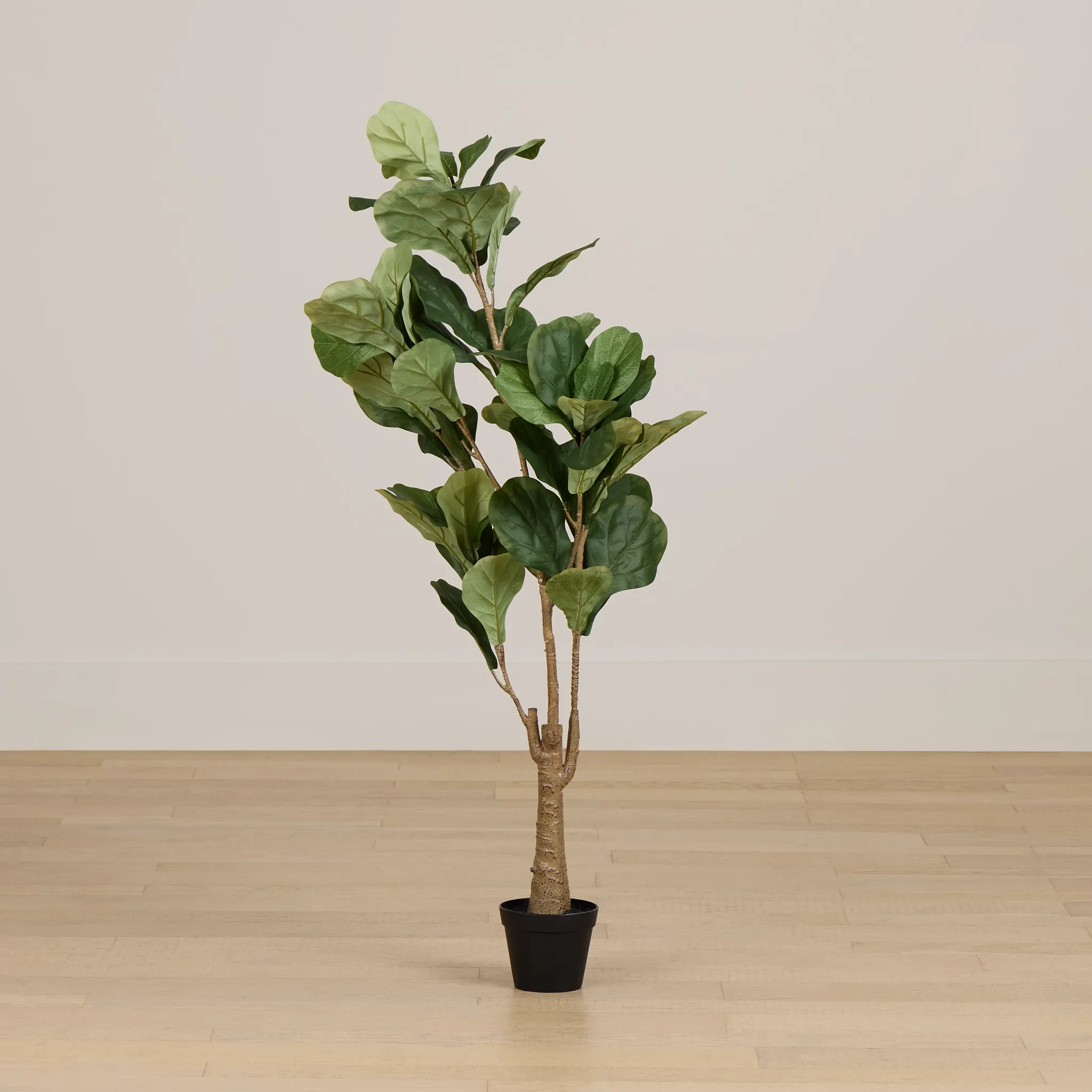 Ficus Lyrata 4' Tree