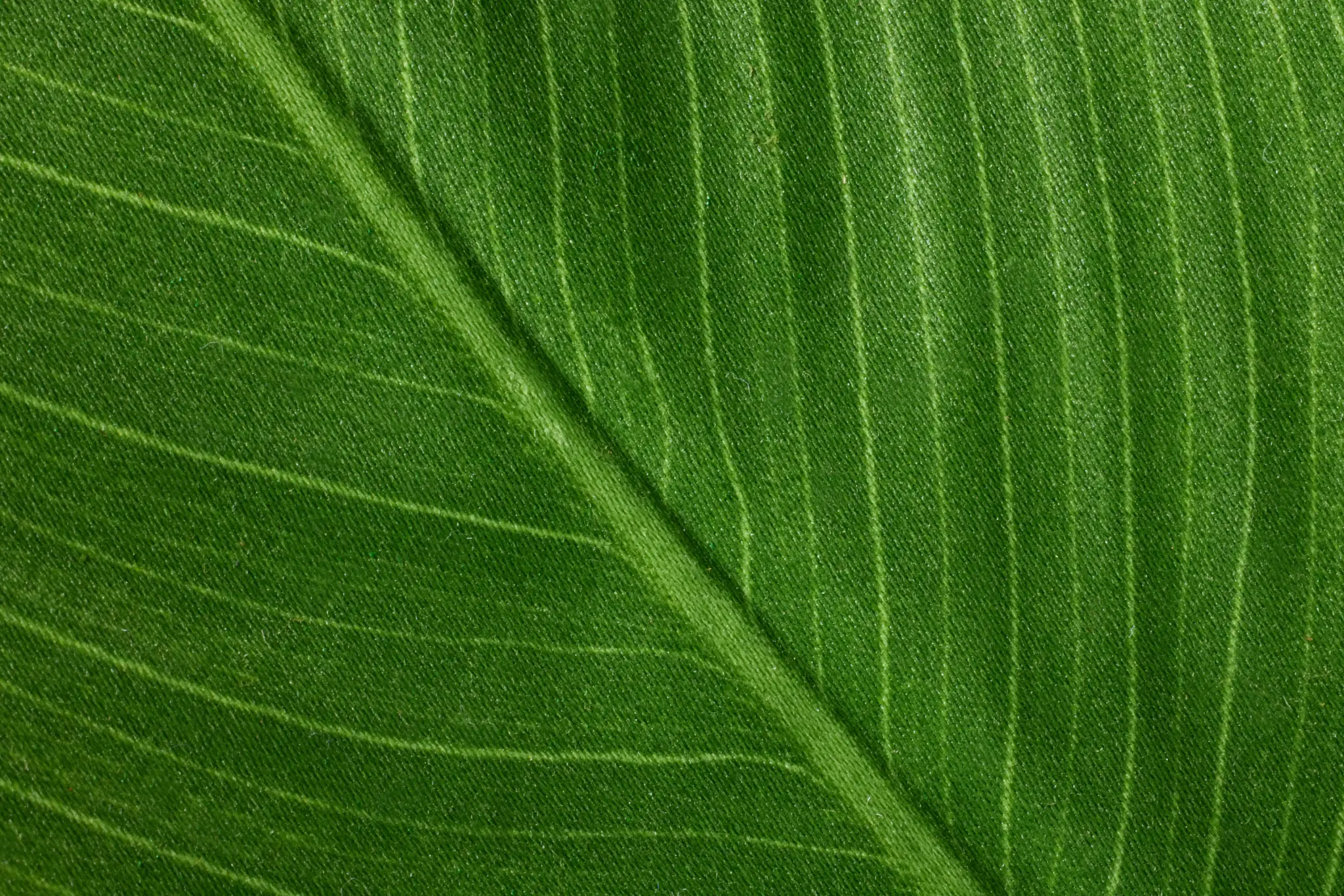 Maranta Green 43" Greenery Maranta Green 43" Greenery