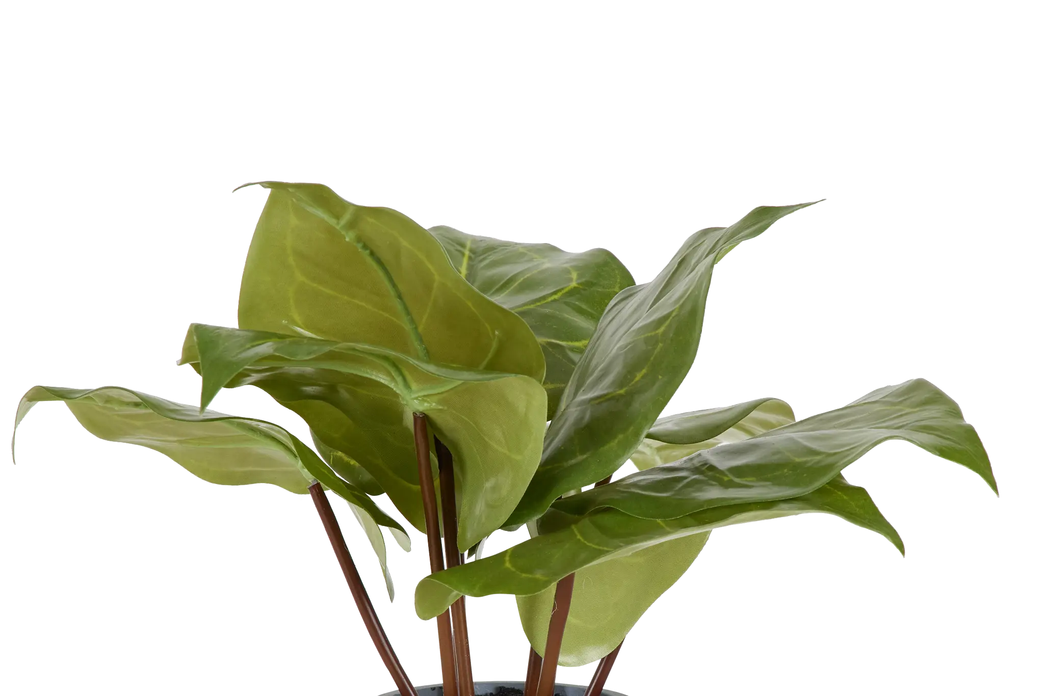 Anthurium Greenery Anthurium Greenery