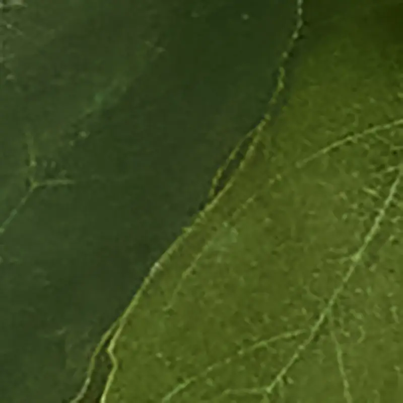 Green Green
