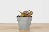 Rosette Multicolored Cement Succulent