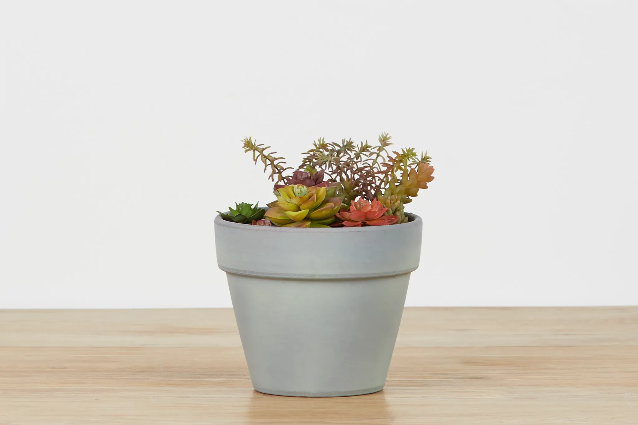 Rosette Multicolored Cement Succulent