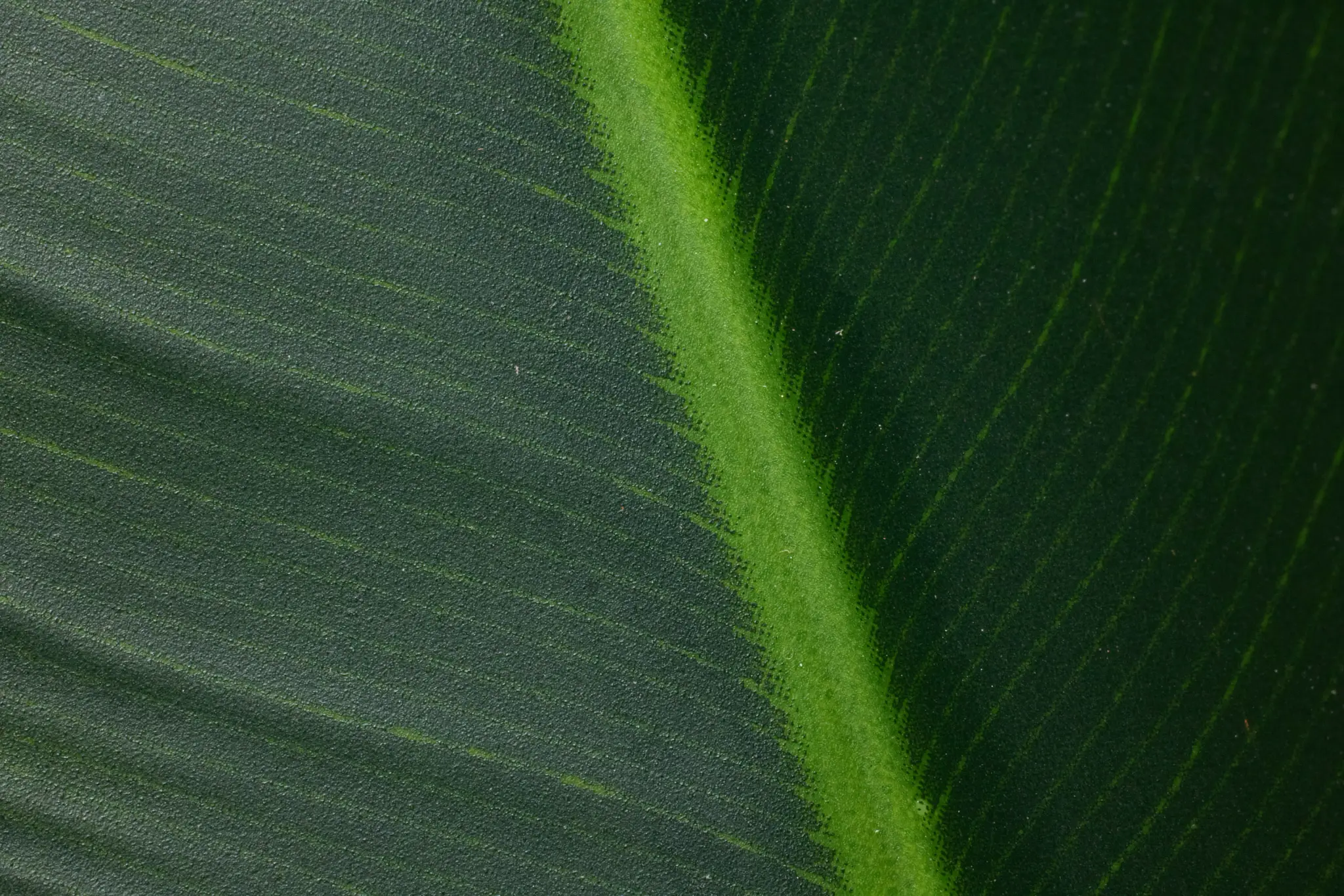 Green Green