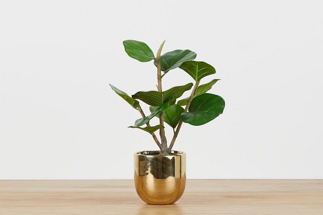 Henry Gold Fiddle Fig Tree (0)
