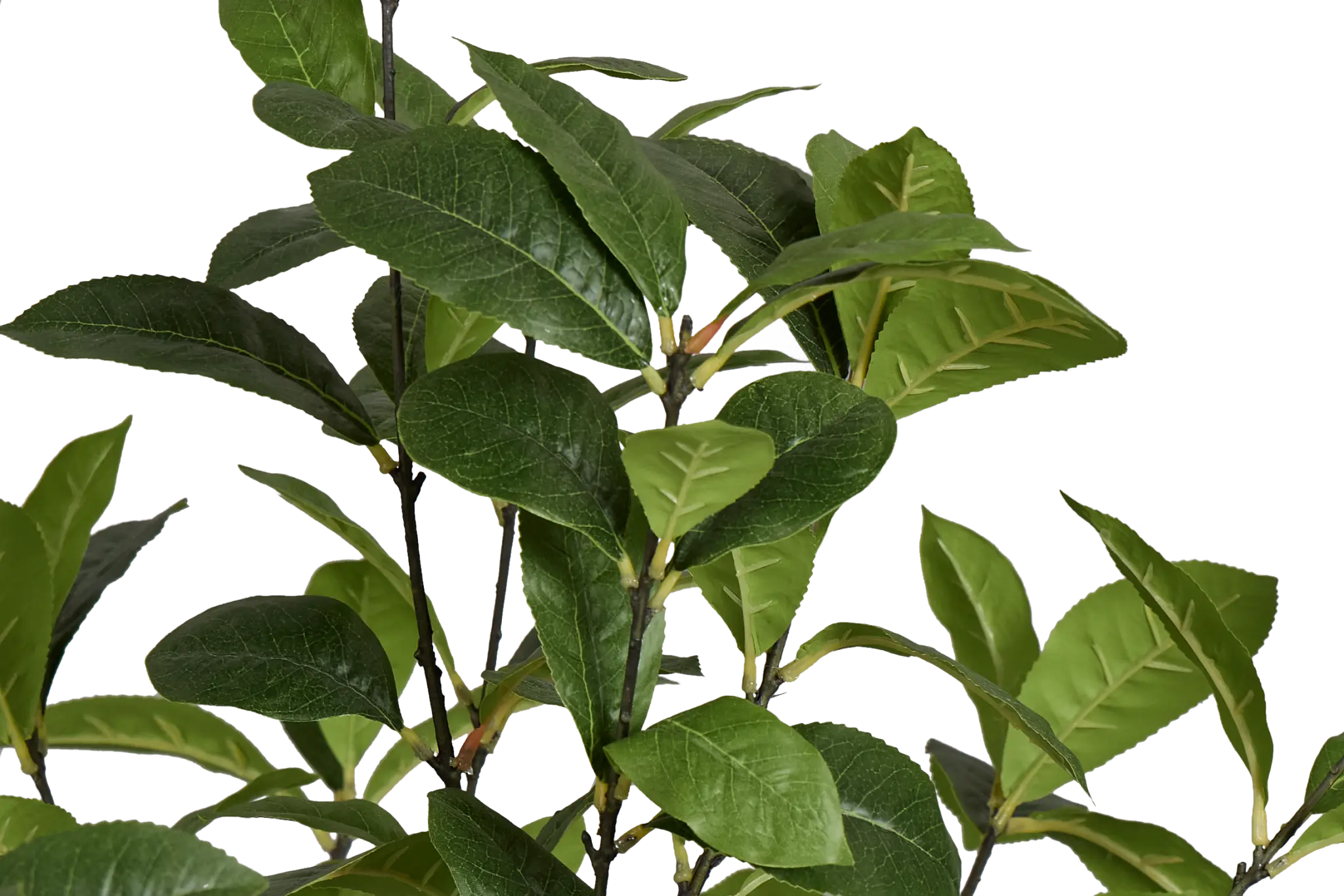 Osmanthus 6' Tree Osmanthus 6' Tree