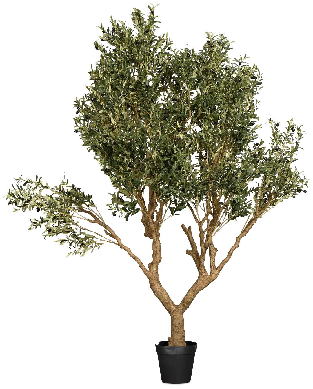 Olive 7' Tree Olive 7' Tree