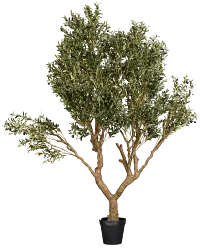 Olive 7' Tree