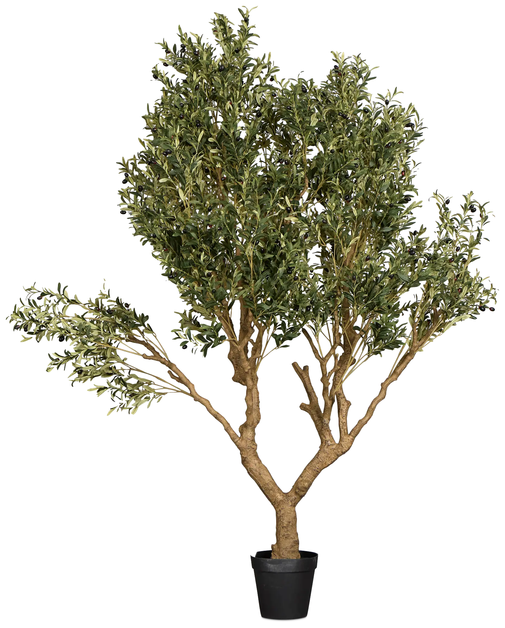 Olive 7' Tree Olive 7' Tree