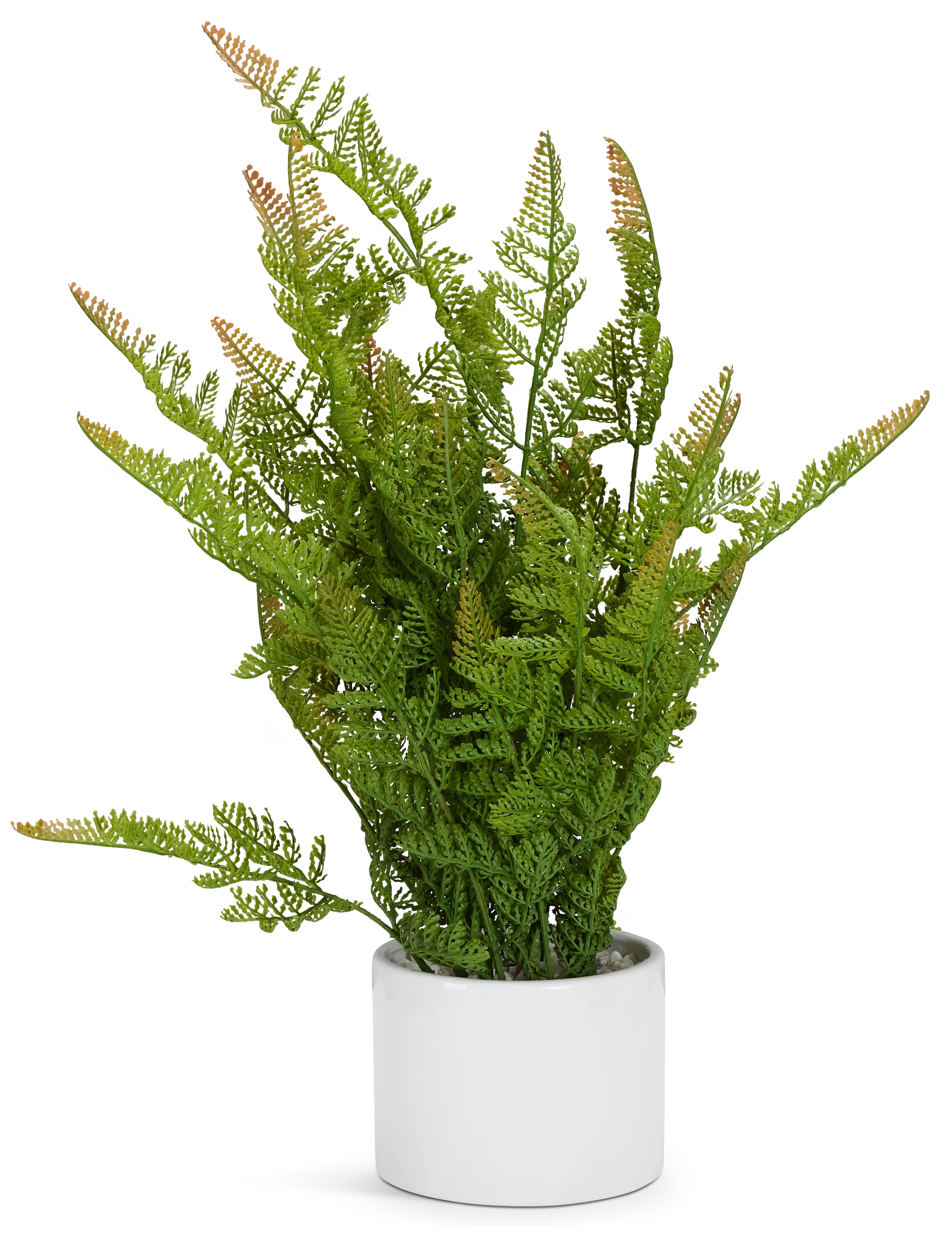 Lemon Button Fern 24" Greenery