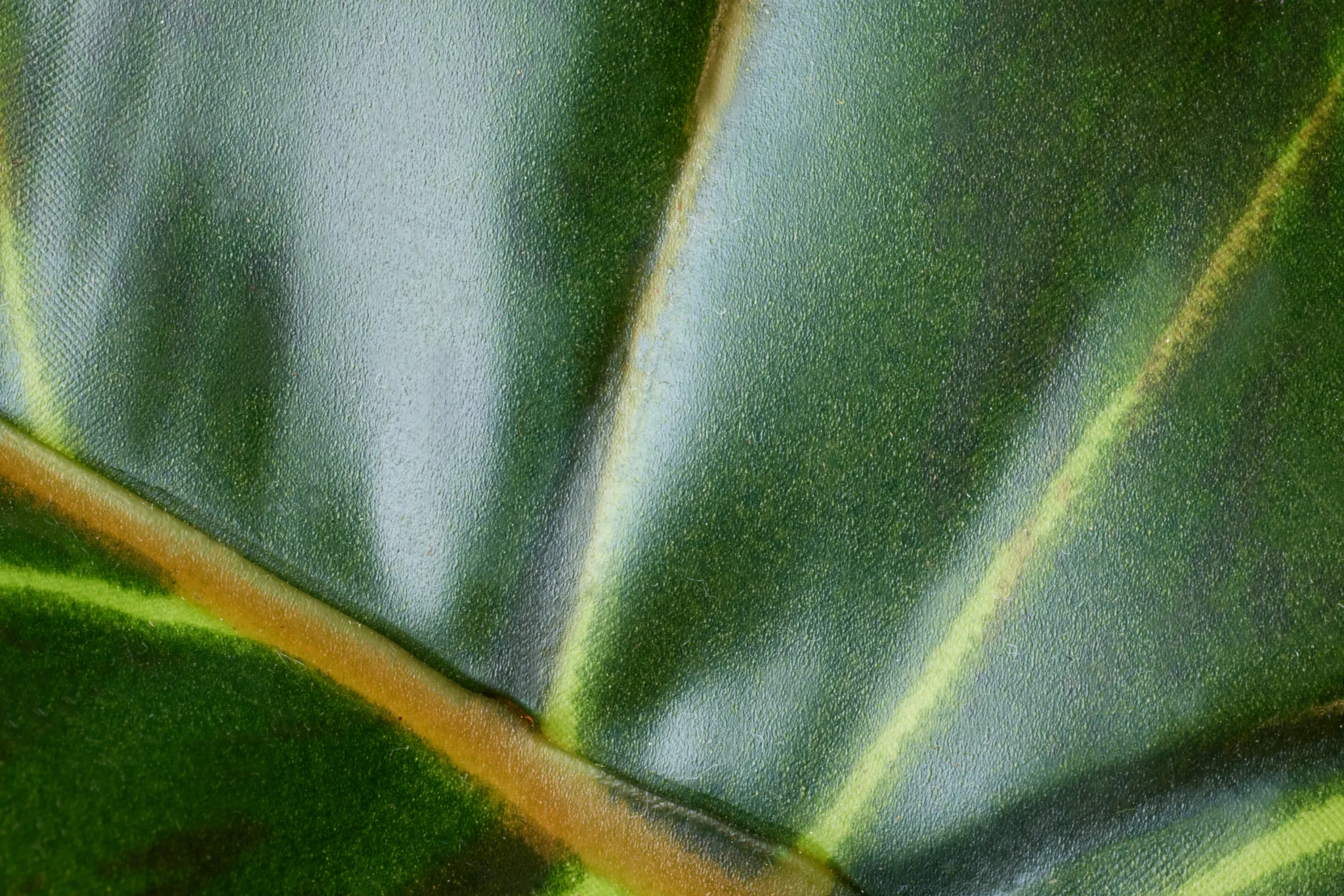 Caladium Green 27" Greenery