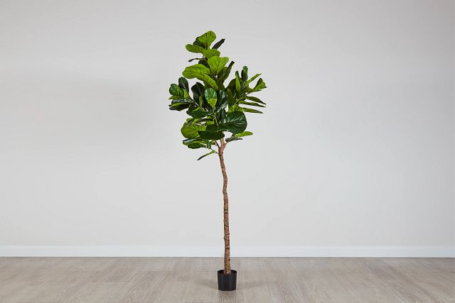 Ida 8' Fiddle Fig Tree