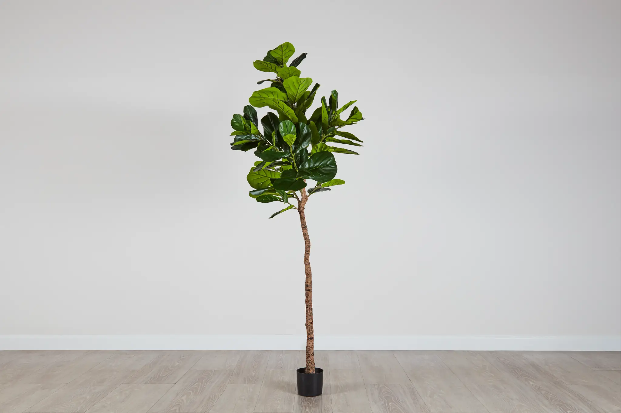 Ida 8' Fiddle Fig Tree Ida 8' Fiddle Fig Tree