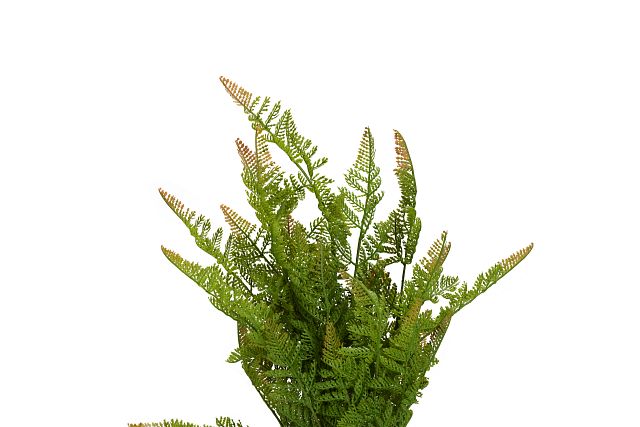 Lemon Button Fern 24" Greenery