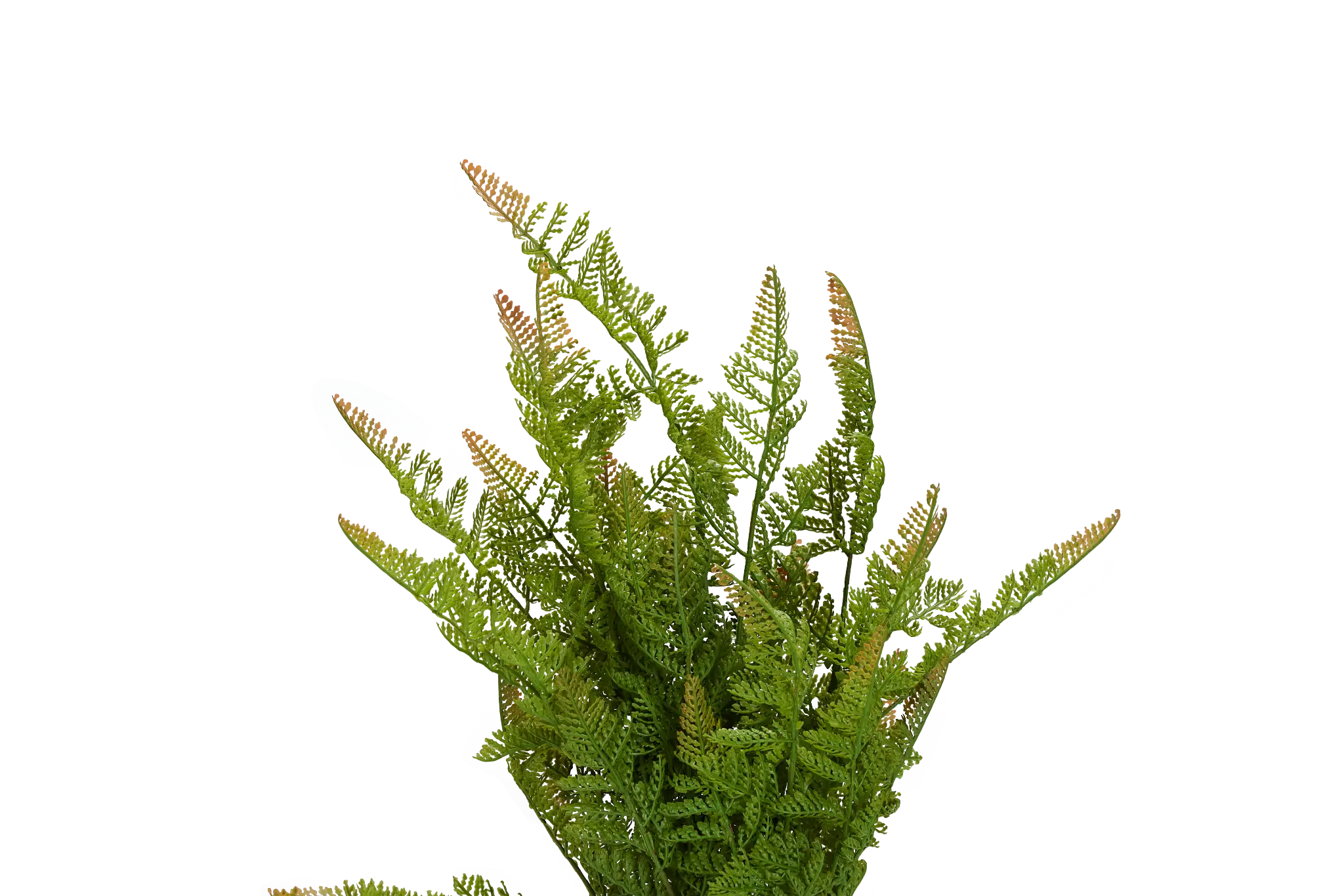 Lemon Button Fern 24" Greenery Lemon Button Fern 24" Greenery