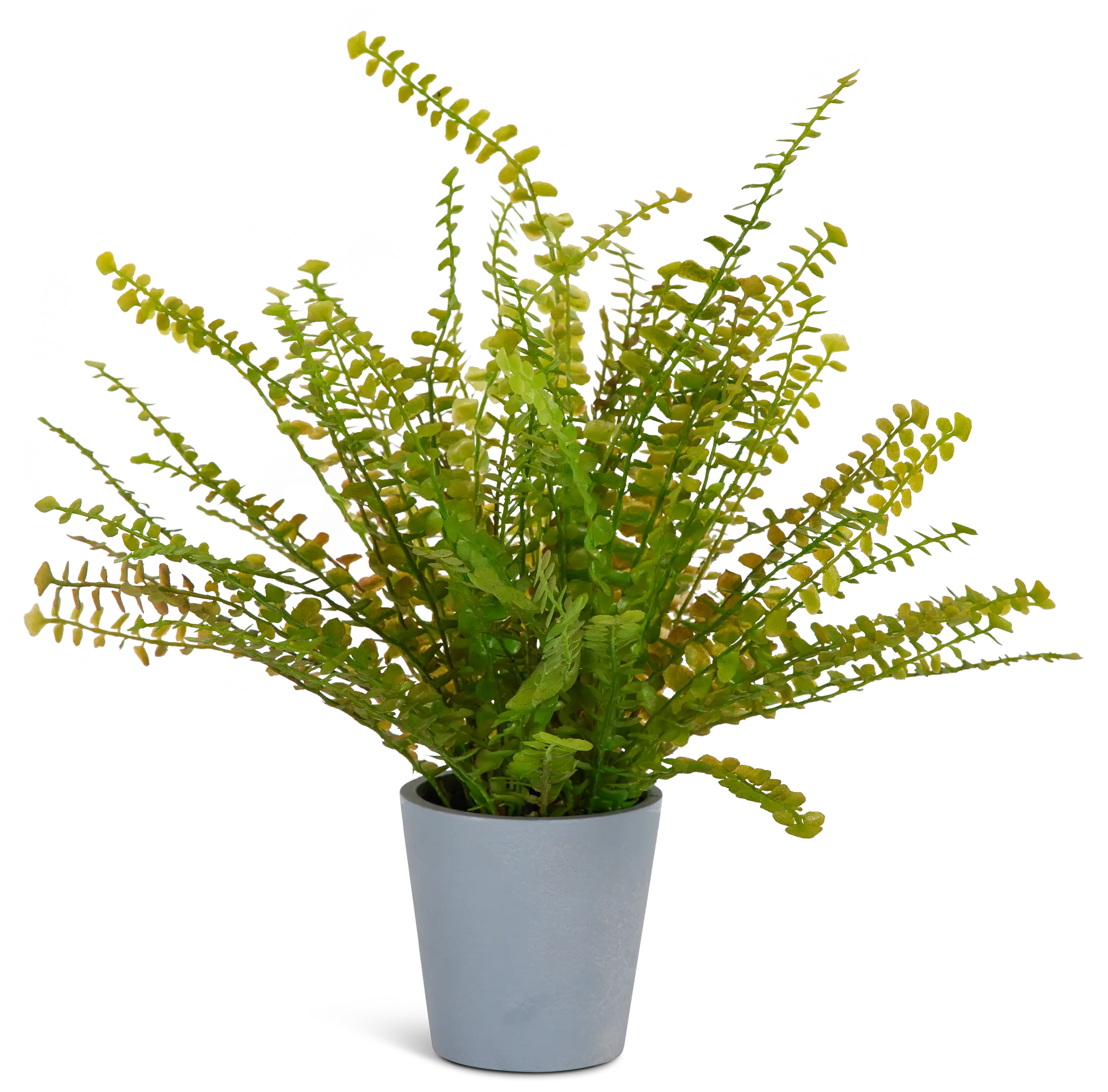 Fern Greenery Fern Greenery