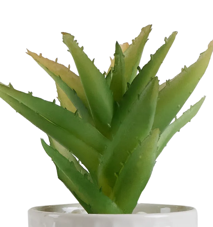 Desert Plant 7" Succulent