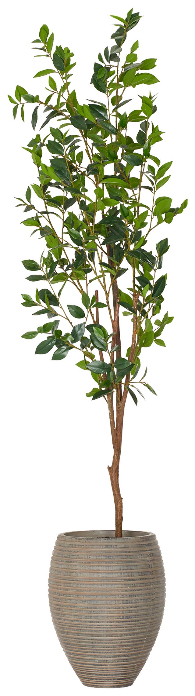 Laurel 6' Tree