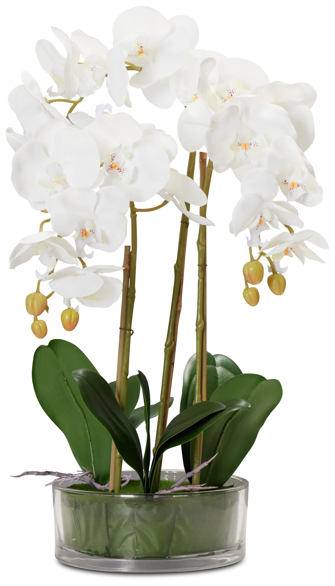 Potted Glass 22" Orchid