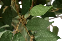 Olive 6.5' Tree