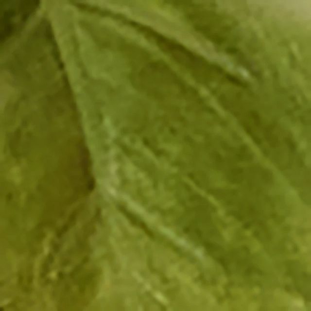 Potato Leaf 11" Greenery (3)