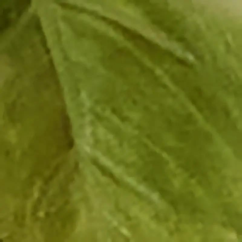 Green Green