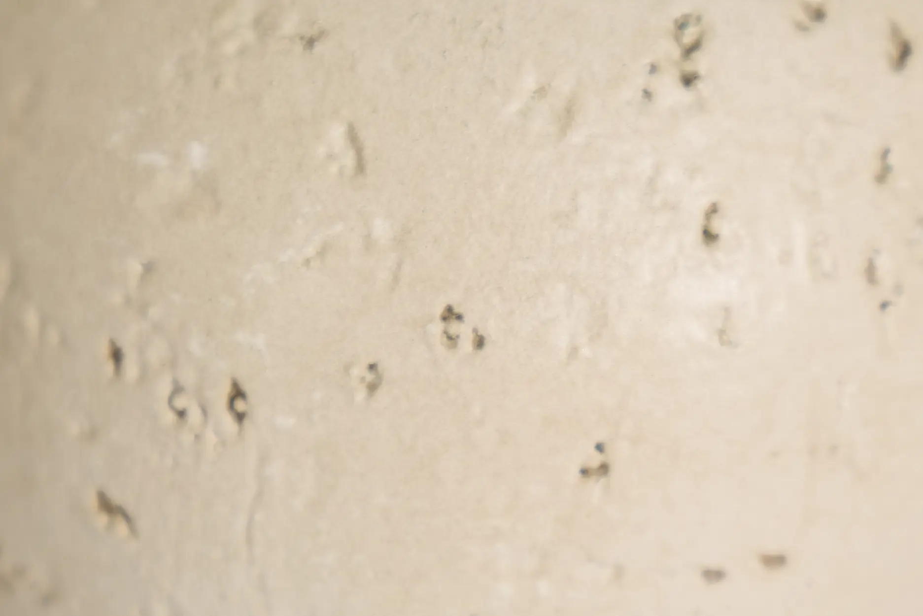 Shiver Beige Small Sculpture Shiver Beige Small Sculpture