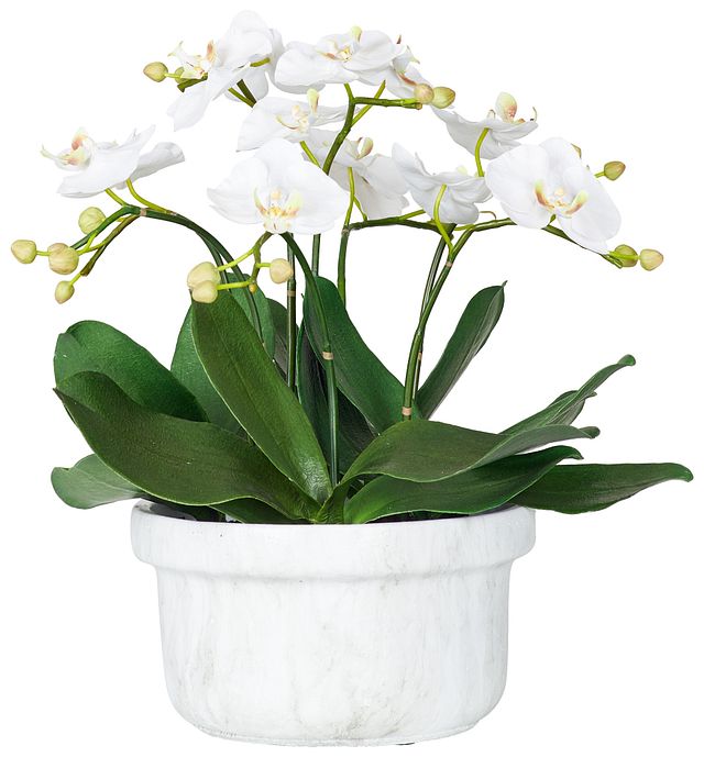 Phalaenopsis White Small Orchid