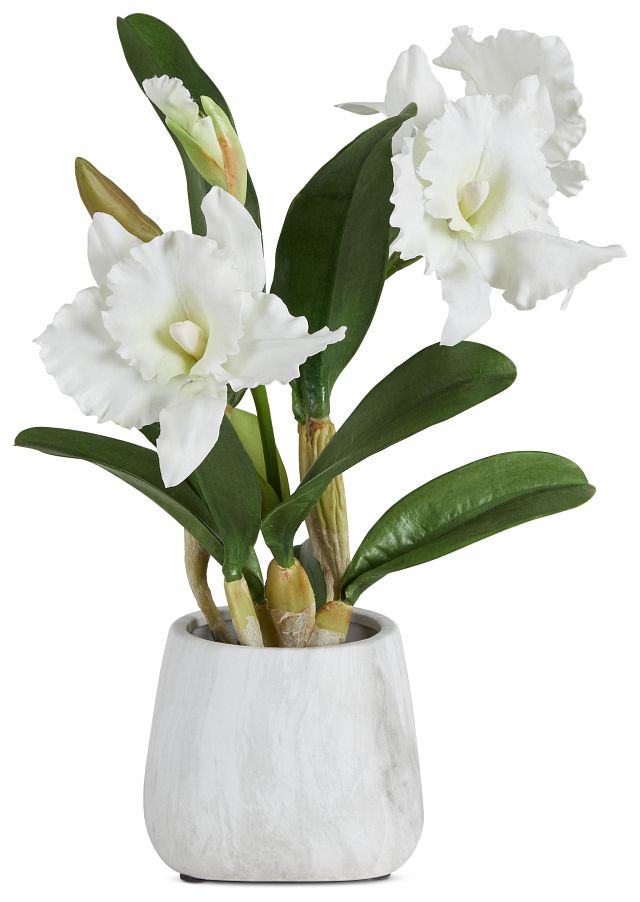 Cattleya White Orchid (1)