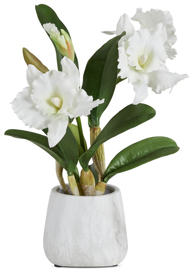 Cattleya White Orchid